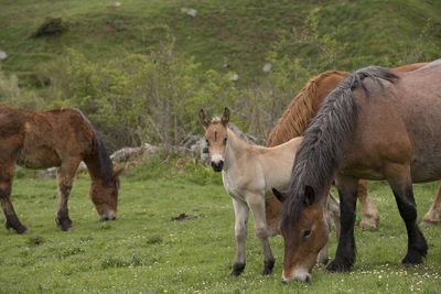 Horses in a field