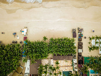 Directly above shot of flowering plant on land against wall