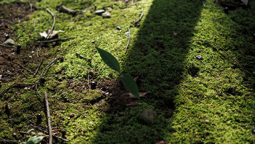 High angle view of small plant on field