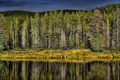 Reflection of trees in lake