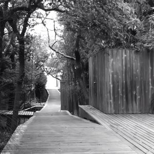 Narrow walkway along trees