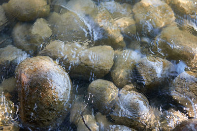 High angle view of crab in water