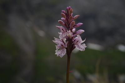 Close-up of pink flowering plant