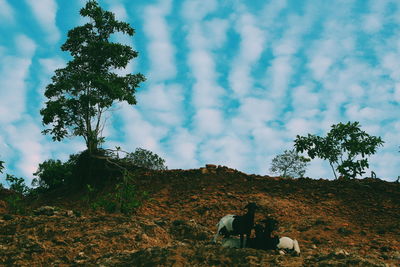 Goats on mountain against sky