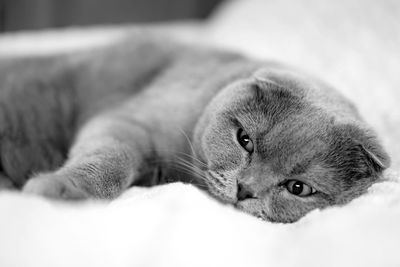 Close-up of cat resting