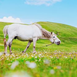 Horse standing in a field