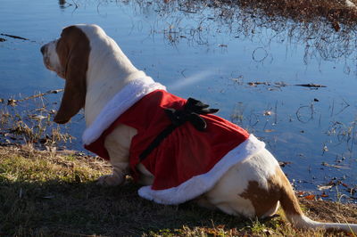 Dog on field by lake