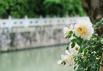 Close-up of white flower