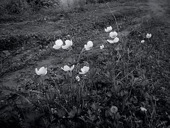 White flowers growing on field