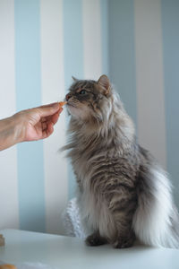 Side view of cat sitting on table