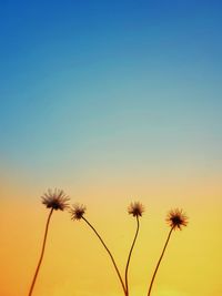 Low angle view of dandelion against sky at sunset