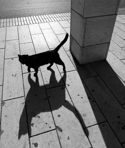 High angle view of shadow on tiled floor