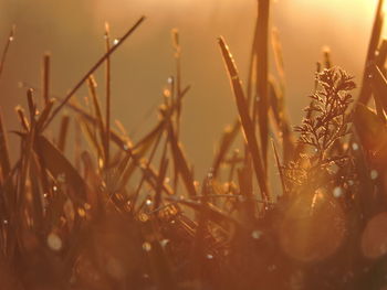 Close-up of wheat plants on field