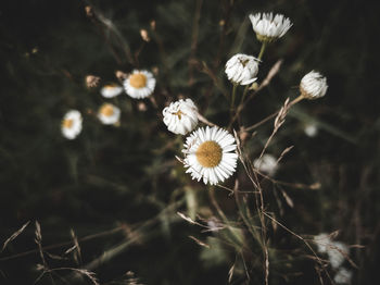 Close-up of white flowering plant on field