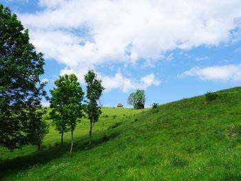 Trees on field against sky