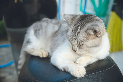 Pictures of relaxed stray cats living on the remote island of miyakojima, okinawa, japan.