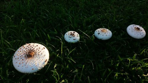 High angle view of mushroom on field