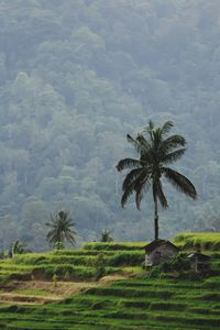 Palm trees on field against sky