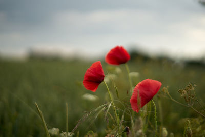 Close-up of red poppy flower on field