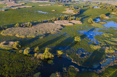 Flood in kopacki rit nature park, croatia