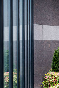 Close-up of plants on wall