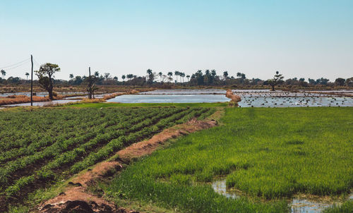 Scenic view of agricultural field against sky