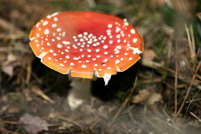 Close-up of fly agaric mushroom on field