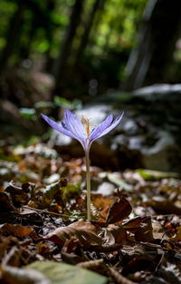 Close-up of crocus blooming outdoors