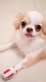 Portrait of injured dog sitting on floor