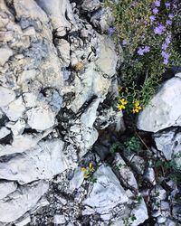 High angle view of flowers on rock