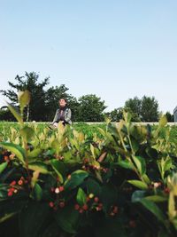 Low angle view of vegetables on field against clear sky