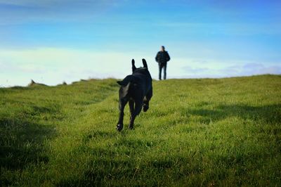 Horse grazing on grassy field