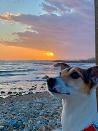 Dog on beach against sky during sunset
