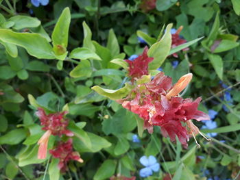 Close-up of flowers blooming outdoors