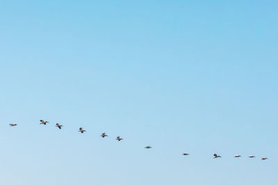 Low angle view of birds flying in sky