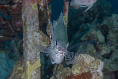 Close-up of fish swimming in sea