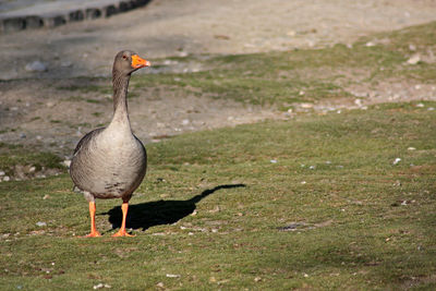 Bird standing on field