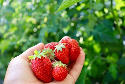 Close-up of hand holding strawberries