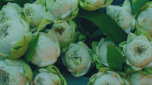 Full frame shot of white roses