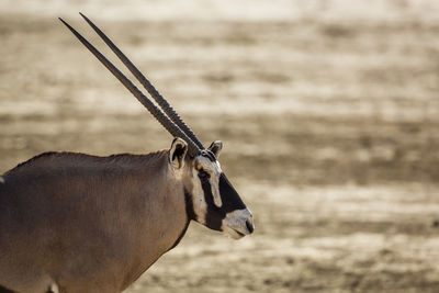 Close-up of deer