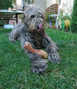 Dog relaxing on field