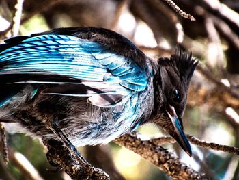 Close-up of blue bird perching on branch