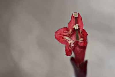 Close-up of red rose flower