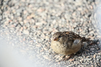 High angle view of sparrow