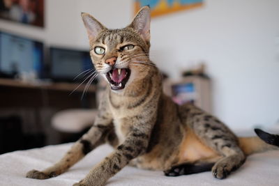 Close-up of cat with mouth open on bed at home