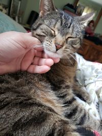 Close-up of hand touching cat