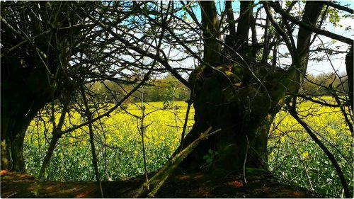 Trees growing in sunlight