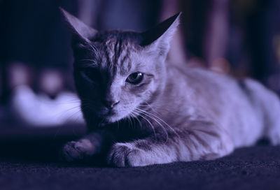 Close-up of cat looking away