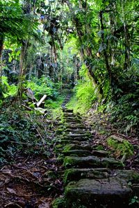 Scenic view of forest