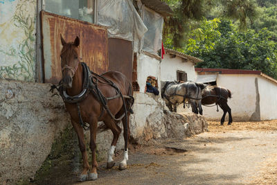 Horses standing on street